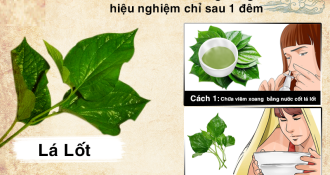 13+ cây thuốc xông trị viêm xoang tại nhà, vô cùng dễ tìm và dễ thực hiện